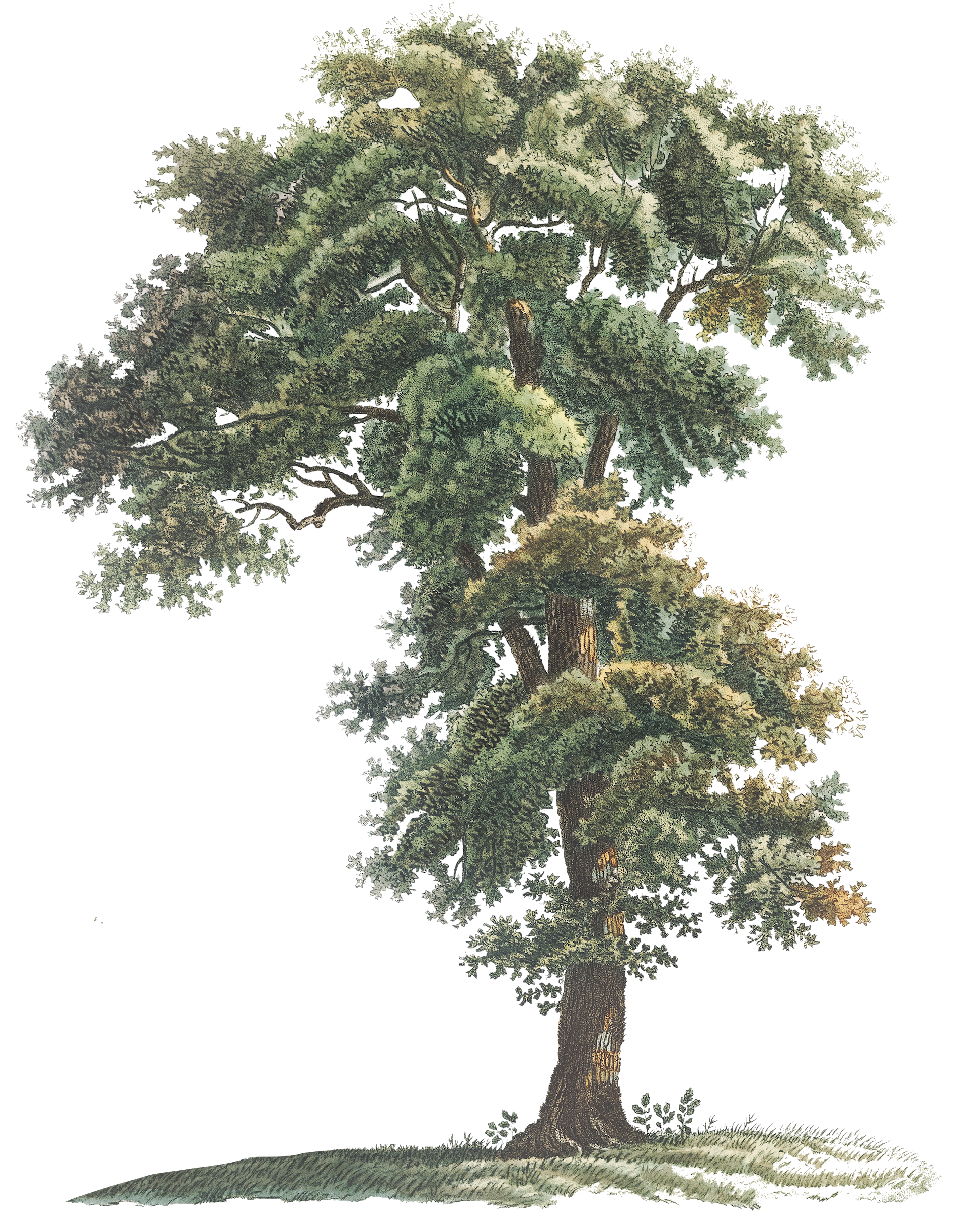 A colour illustration of a tall oak tree… clouds float past as you scroll down